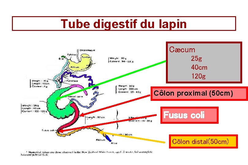 Tube digestif du lapin Cæcum 25 g 40 cm 120 g Côlon proximal (50 Tube digestif du lapin Cæcum 25 g 40 cm 120 g Côlon proximal (50