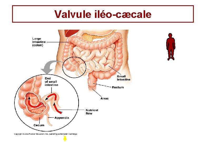 Valvule iléo-cæcale Valvule iléo-cæcale