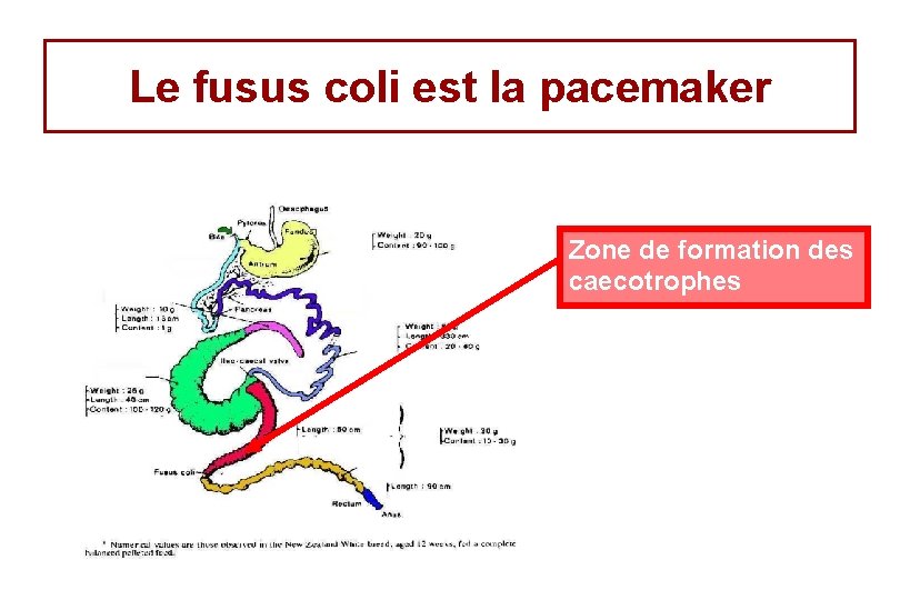 Le fusus coli est la pacemaker Zone de formation des caecotrophes Le fusus coli est la pacemaker Zone de formation des caecotrophes