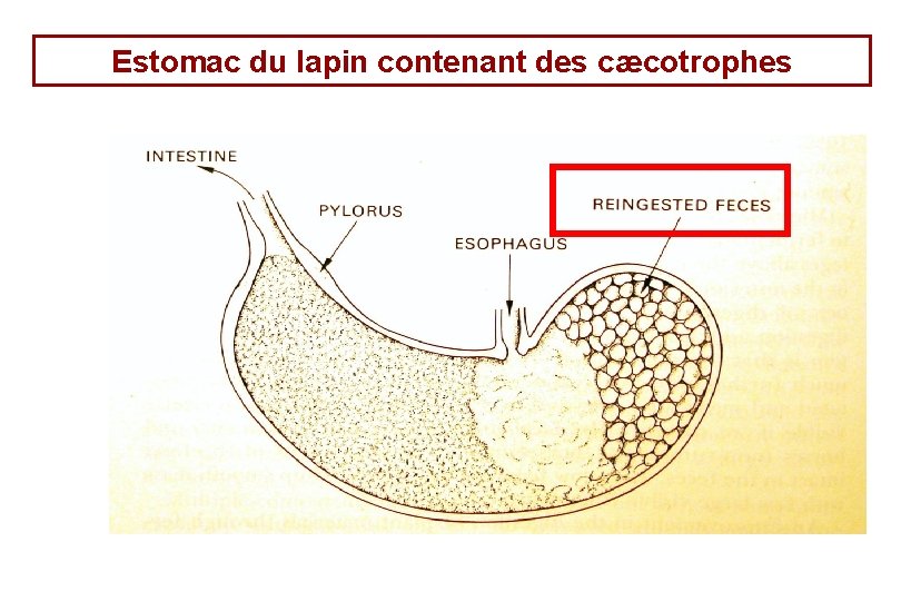 Estomac du lapin contenant des cæcotrophes Estomac du lapin contenant des cæcotrophes