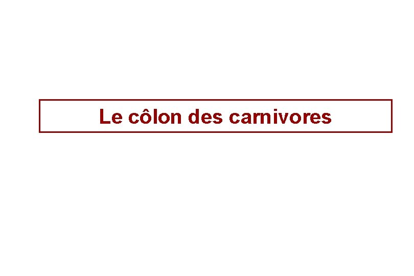 Le côlon des carnivores Le côlon des carnivores