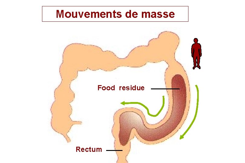Mouvements de masse Food residue Rectum Mouvements de masse Food residue Rectum