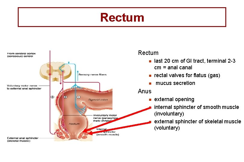 Rectum n n n last 20 cm of GI tract, terminal 2 -3 cm Rectum n n n last 20 cm of GI tract, terminal 2 -3 cm