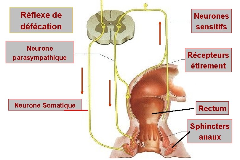 Réflexe de défécation Neurone parasympathique Neurone Somatique Neurones sensitifs Récepteurs étirement Rectum Sphincters anaux Réflexe de défécation Neurone parasympathique Neurone Somatique Neurones sensitifs Récepteurs étirement Rectum Sphincters anaux