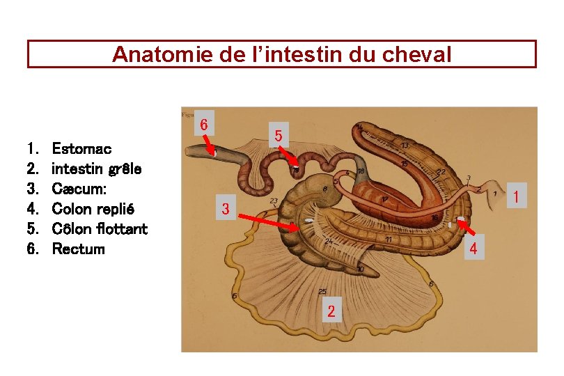 Anatomie de l’intestin du cheval 6 1. 2. 3. 4. 5. 6. Estomac intestin Anatomie de l’intestin du cheval 6 1. 2. 3. 4. 5. 6. Estomac intestin