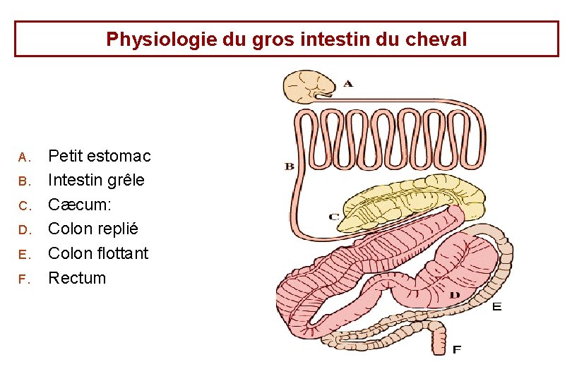Physiologie du gros intestin du cheval A. B. C. D. E. F. Petit estomac Physiologie du gros intestin du cheval A. B. C. D. E. F. Petit estomac