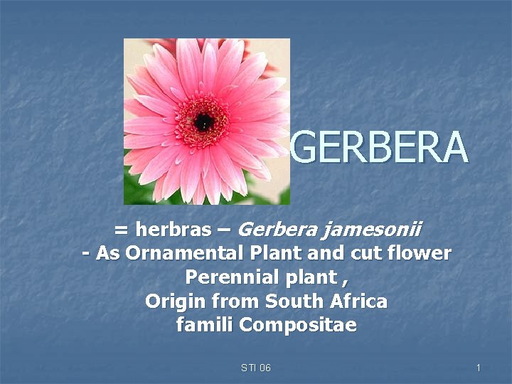 GERBERA = herbras – Gerbera jamesonii - As Ornamental Plant and cut flower Perennial