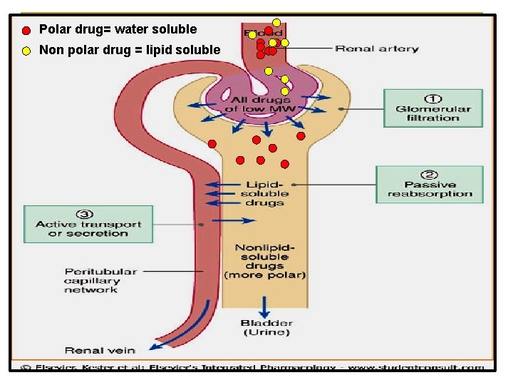 Polar drug= water soluble Non polar drug = lipid soluble 