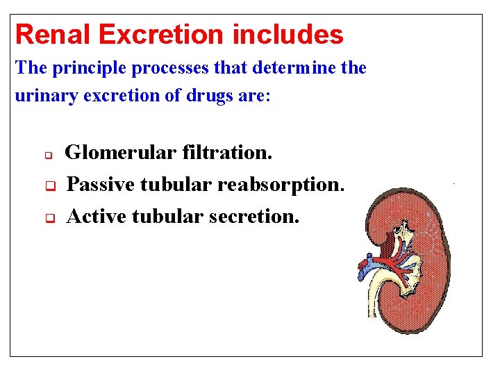 Renal Excretion includes The principle processes that determine the urinary excretion of drugs are: Renal Excretion includes The principle processes that determine the urinary excretion of drugs are: