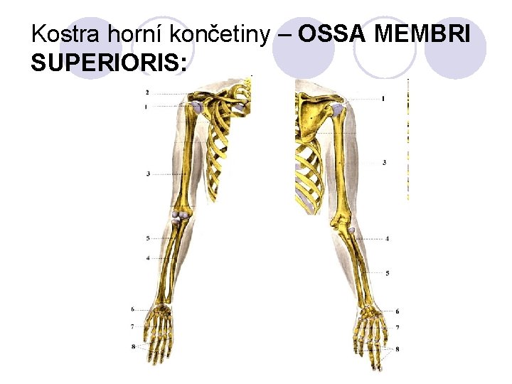 Kostra horní končetiny – OSSA MEMBRI SUPERIORIS: 