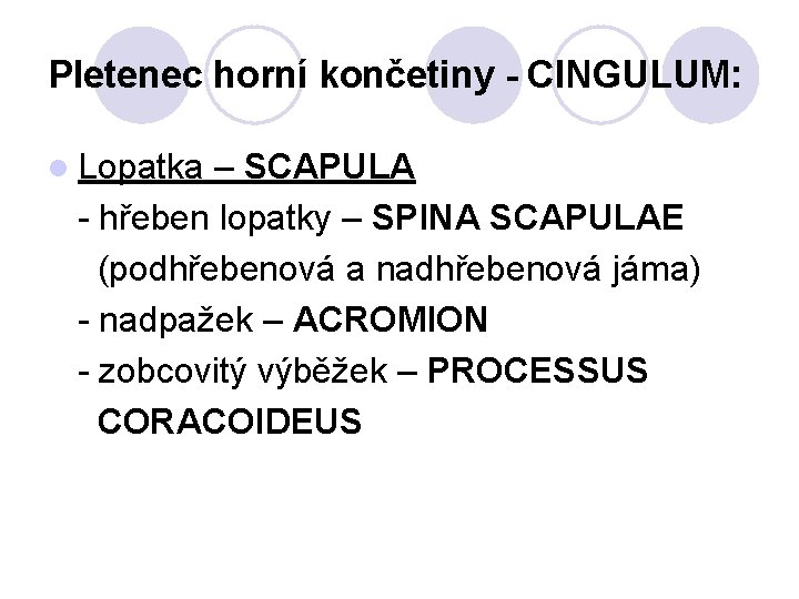 Pletenec horní končetiny - CINGULUM: l Lopatka – SCAPULA - hřeben lopatky – SPINA