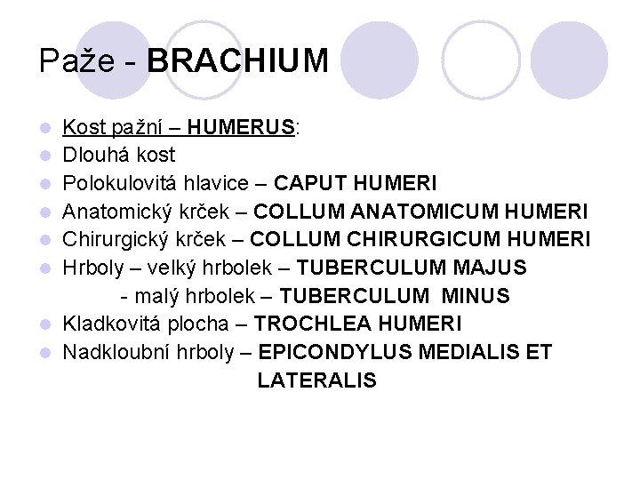 Paže - BRACHIUM l l l l Kost pažní – HUMERUS: Dlouhá kost Polokulovitá