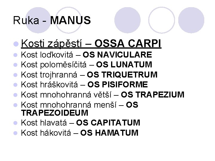 Ruka - MANUS l Kosti zápěstí – OSSA CARPI l Kost loďkovitá – OS