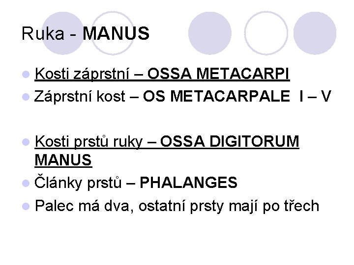 Ruka - MANUS l Kosti záprstní – OSSA METACARPI l Záprstní kost – OS