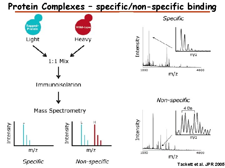 Protein Complexes – specific/non-specific binding Tackett et al. JPR 2005 