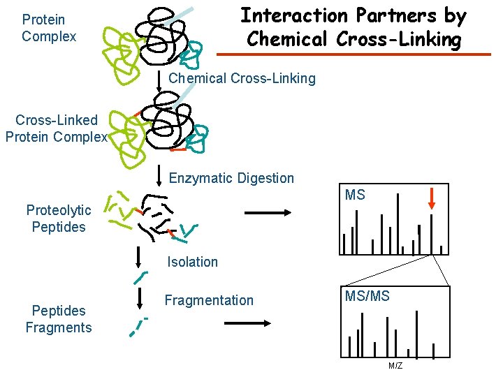 Interaction Partners by Chemical Cross-Linking Protein Complex Chemical Cross-Linking Cross-Linked Protein Complex Enzymatic Digestion