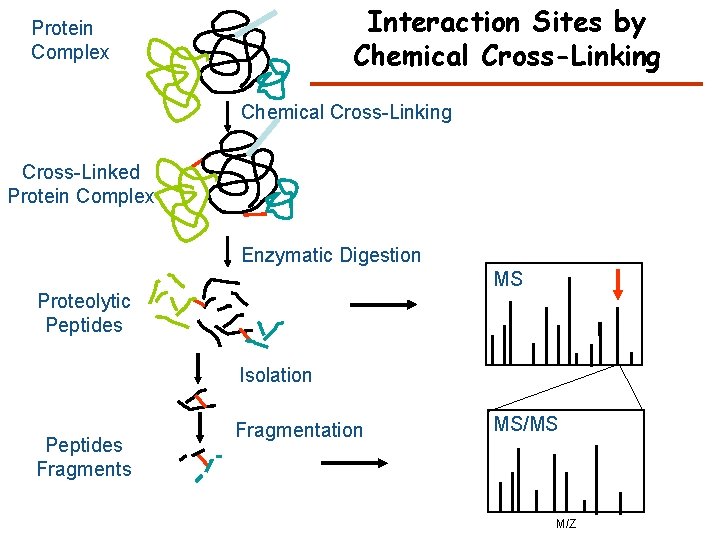 Interaction Sites by Chemical Cross-Linking Protein Complex Chemical Cross-Linking Cross-Linked Protein Complex Enzymatic Digestion