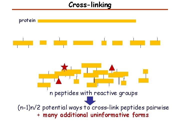 Cross-linking protein n peptides with reactive groups (n-1)n/2 potential ways to cross-link peptides pairwise