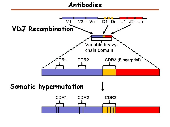 Antibodies V 1 VDJ Recombination V 2……Vn D 1…Dn J 1 J 2 …Jn
