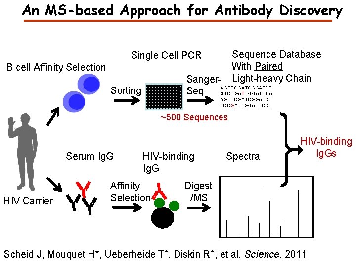 An MS-based Approach for Antibody Discovery Sequence Database With Paired Light-heavy Chain Single Cell