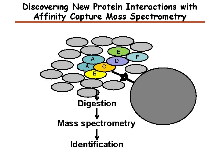 Discovering New Protein Interactions with Affinity Capture Mass Spectrometry E A A C D
