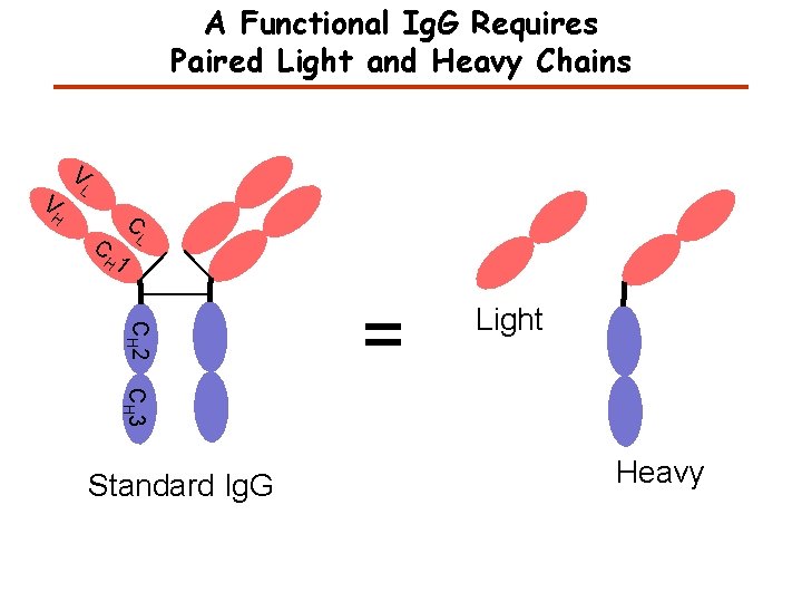 A Functional Ig. G Requires Paired Light and Heavy Chains V V L C