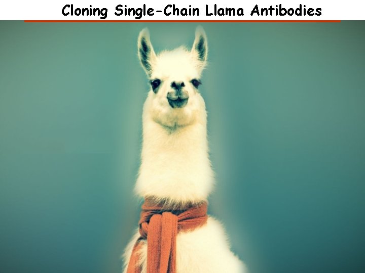 Cloning Single-Chain Llama Antibodies 