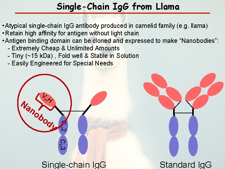 Single-Chain Ig. G from Llama • Atypical single-chain Ig. G antibody produced in camelid