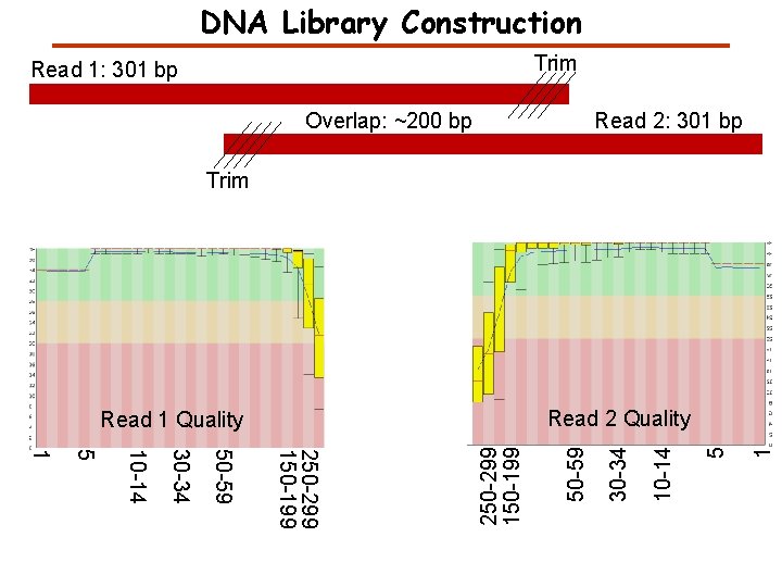 DNA Library Construction Trim Read 1: 301 bp Overlap: ~200 bp Read 2: 301