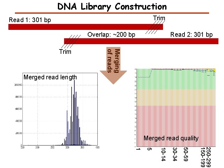 DNA Library Construction Trim Read 1: 301 bp Overlap: ~200 bp Merging of reads