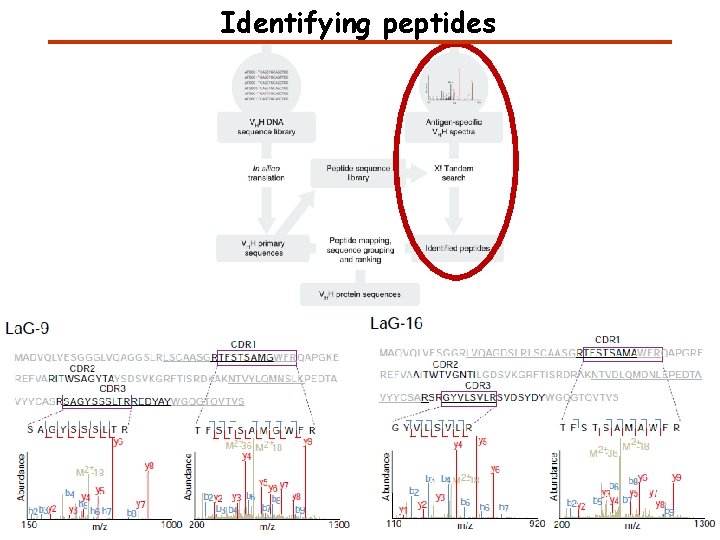Identifying peptides 
