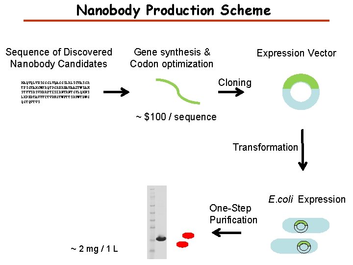 Nanobody Production Scheme Sequence of Discovered Nanobody Candidates Gene synthesis & Codon optimization Expression