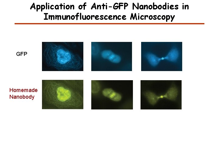 Application of Anti-GFP Nanobodies in Immunofluorescence Microscopy GFP Homemade Nanobody 