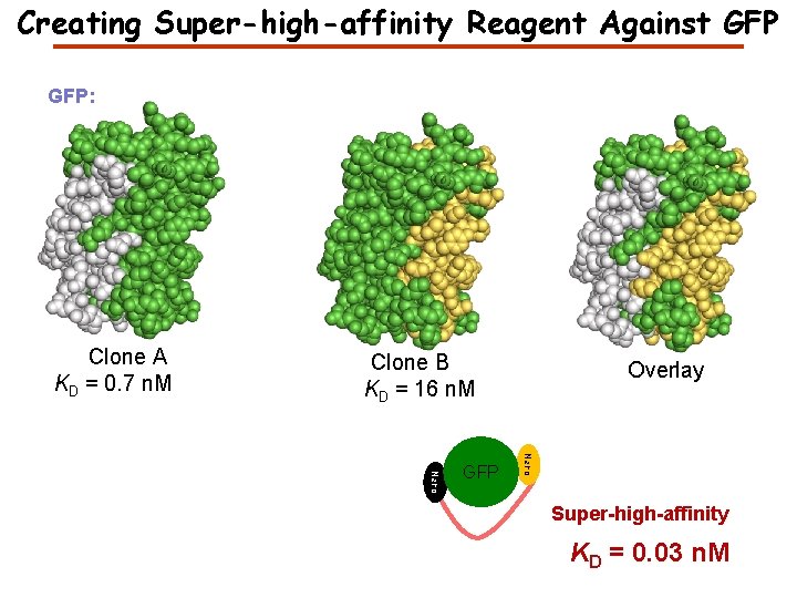 Creating Super-high-affinity Reagent Against GFP: Clone A KD = 0. 7 n. M Clone