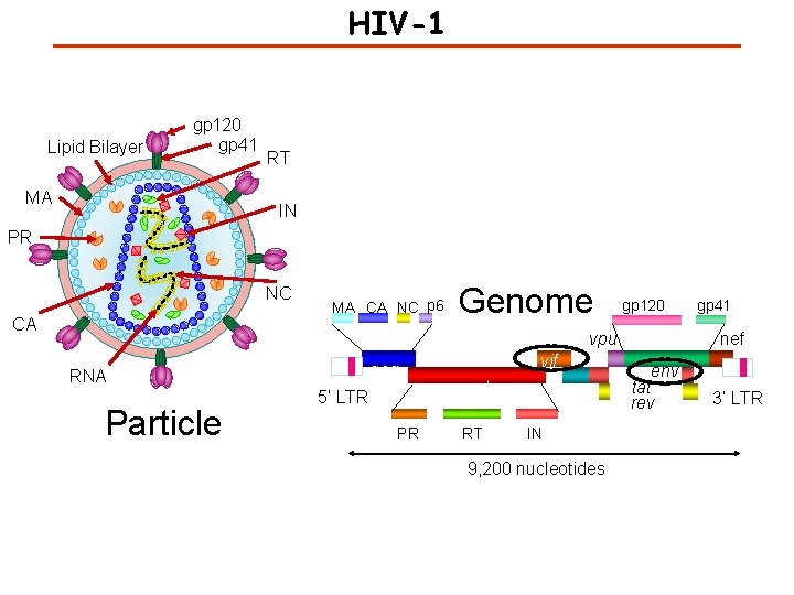 HIV-1 Lipid Bilayer gp 120 gp 41 MA RT IN PR NC CA MA