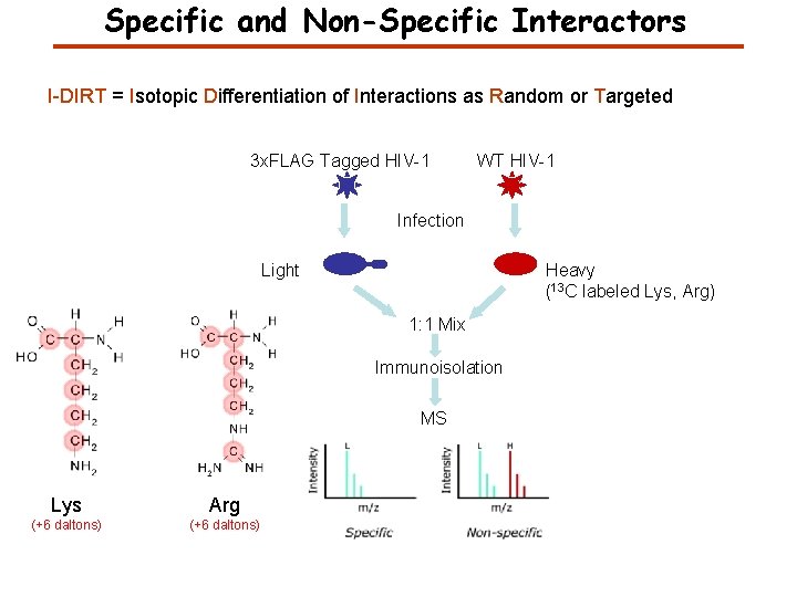 Specific and Non-Specific Interactors I-DIRT = Isotopic Differentiation of Interactions as Random or Targeted