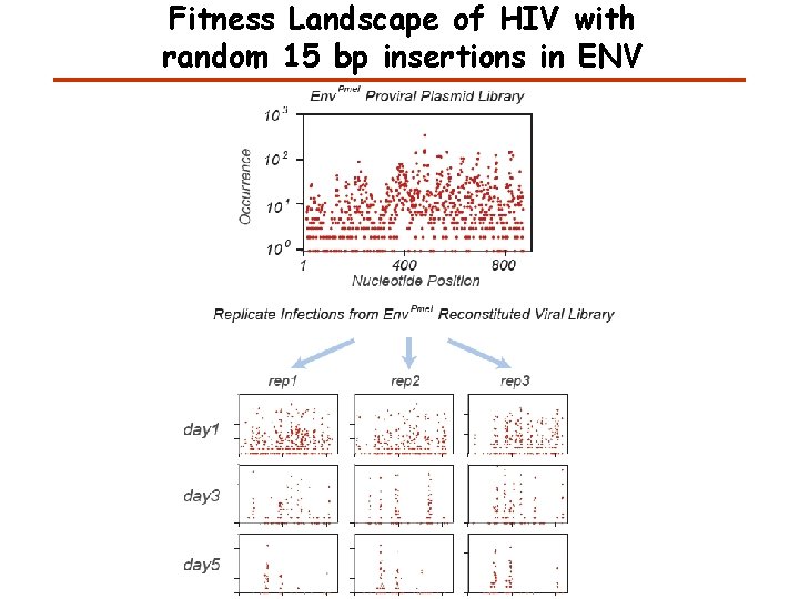 Fitness Landscape of HIV with random 15 bp insertions in ENV 