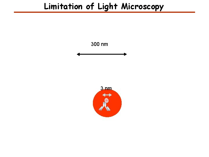 Limitation of Light Microscopy 300 nm 3 nm 