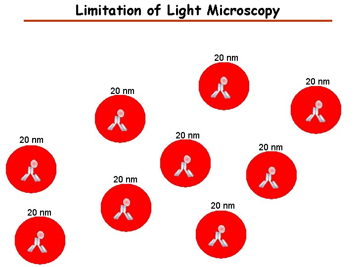 Limitation of Light Microscopy 20 nm 20 nm 20 nm 