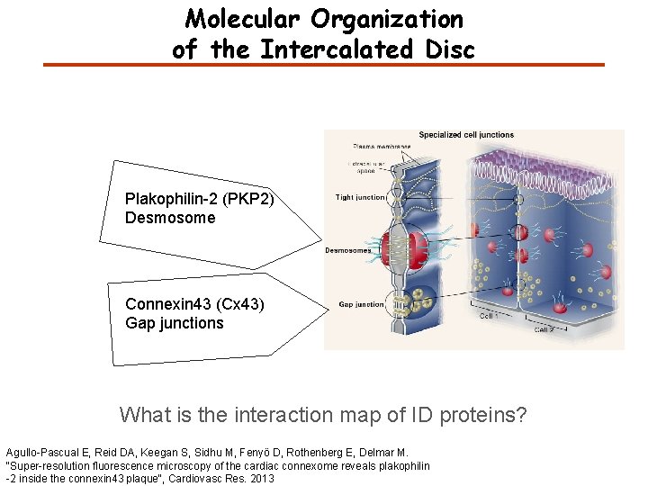 Molecular Organization of the Intercalated Disc Plakophilin-2 (PKP 2) Desmosome Connexin 43 (Cx 43)