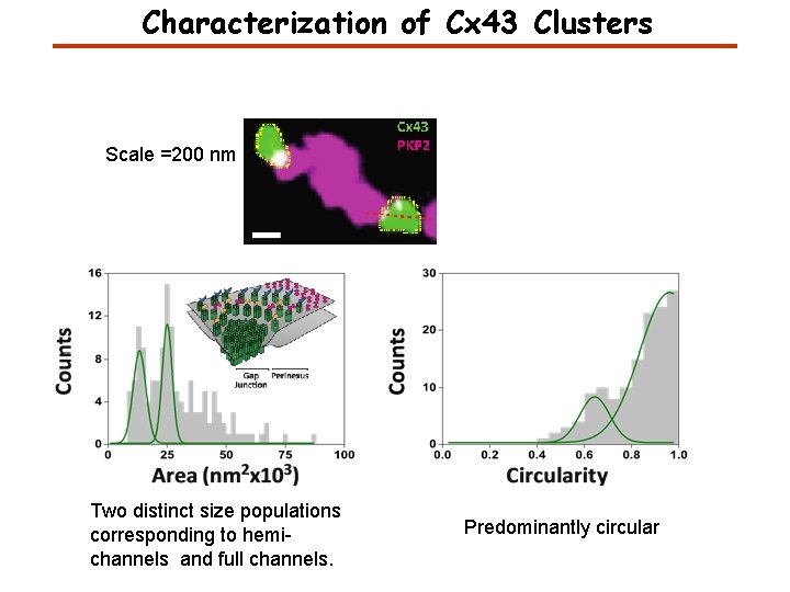 Characterization of Cx 43 Clusters Scale =200 nm Two distinct size populations corresponding to