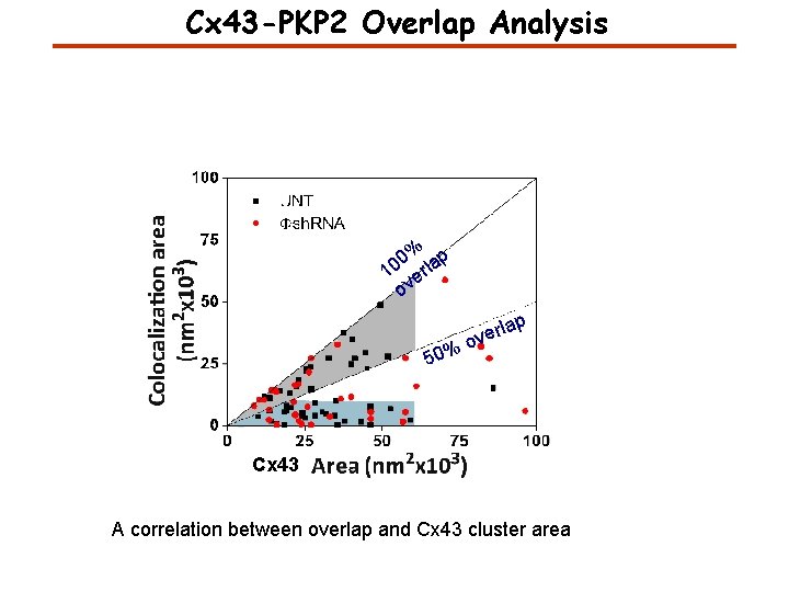 Cx 43 -PKP 2 Overlap Analysis % p 0 10 erla ov 50% lap