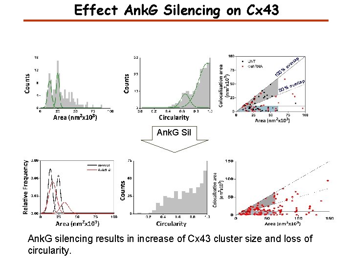 Effect Ank. G Silencing on Cx 43 lap % 0 10 r ve o