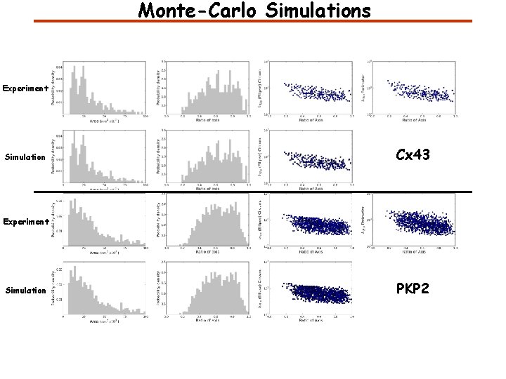 Monte-Carlo Simulations Experiment Simulation Cx 43 Experiment Simulation PKP 2 