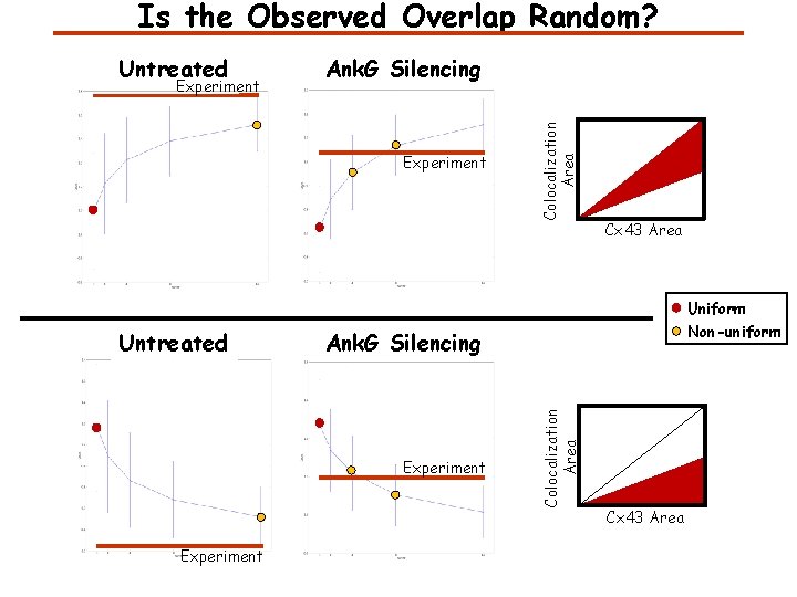 Is the Observed Overlap Random? Experiment Ank. G Silencing Experiment Colocalization Area Untreated Cx