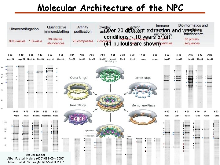 Molecular Architecture of the NPC Over 20 different extraction and washing conditions ~ 10