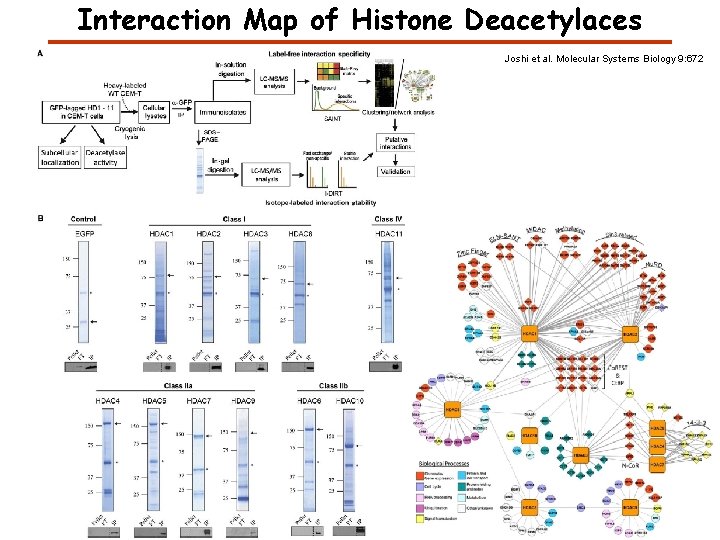 Interaction Map of Histone Deacetylaces Joshi et al. Molecular Systems Biology 9: 672 