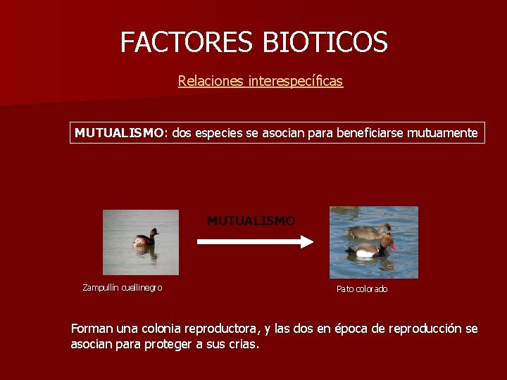 FACTORES BIOTICOS Relaciones interespecíficas MUTUALISMO: dos especies se asocian para beneficiarse mutuamente MUTUALISMO Zampullín