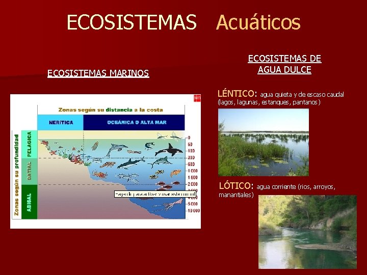ECOSISTEMAS Acuáticos ECOSISTEMAS MARINOS ECOSISTEMAS DE AGUA DULCE LÉNTICO: agua quieta y de escaso