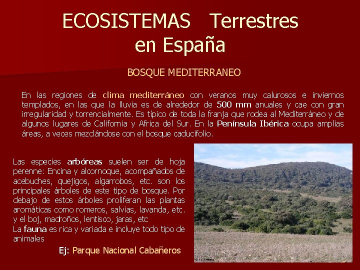 ECOSISTEMAS Terrestres en España BOSQUE MEDITERRANEO En las regiones de clima mediterráneo con veranos